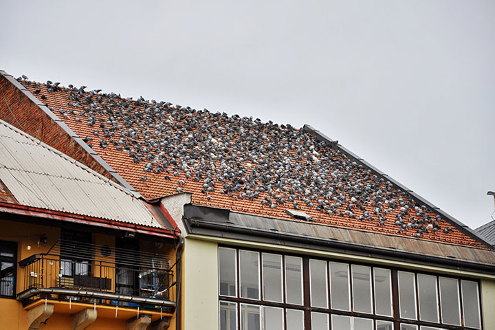 A2B Pest Control are able to install spikes to deter birds from roofs in East Molesey. 